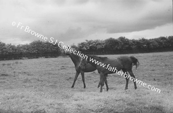 SHESLOON STUD   HORSES WITH ANDY MURRAY THE STUD GROOM